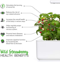 Carica l'immagine nel visualizzatore di Gallery, Click &amp; Grow 4742793006536 Strawberry Refill 3-Pack, Verde, 7x7x21 cm