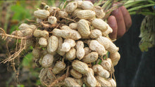Carica l'immagine nel visualizzatore di Gallery, Semi di arachidi -Red Peanut Plant Organic Non-OGM semi ortaggi per... - Ilgrandebazar