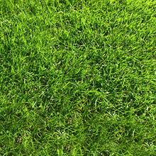 Carica l'immagine nel visualizzatore di Gallery, 1kg Semi di erba da giardino Alta Qualità per 35mq – Crescita rapida e...
