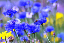 Carica l'immagine nel visualizzatore di Gallery, Twin Pack di Britten and James Wildflower per api e farfalle della RHS... - Ilgrandebazar