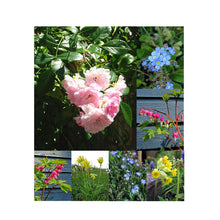 Carica l'immagine nel visualizzatore di Gallery, Buon San Valentino - Set regalo di semi con 4 fiori romantici: Simbolo... - Ilgrandebazar