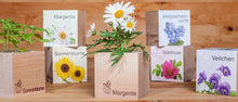 Carica l'immagine nel visualizzatore di Gallery, Extragifts ecocube Lavanda - piante nel cubo di legno viola - Ilgrandebazar