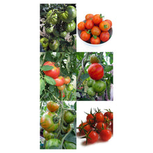 Carica l'immagine nel visualizzatore di Gallery, Antiche varietà speciali di pomodoro - set regalo semi con 3 deliziose... - Ilgrandebazar