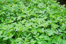 Carica l'immagine nel visualizzatore di Gallery, Semi di arachidi -Red Peanut Plant Organic Non-OGM semi ortaggi per... - Ilgrandebazar