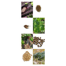 Carica l'immagine nel visualizzatore di Gallery, Magic Garden Seeds Vecchie Verdure storiche - Set Regalo di Semi con 8... - Ilgrandebazar