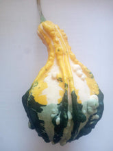 Carica l'immagine nel visualizzatore di Gallery, SEMI ZUCCHE ORNAMENTALI-MISCELA 6 VARIETA' DIVERSE-10 SEMI- - Ilgrandebazar
