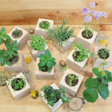 Carica l'immagine nel visualizzatore di Gallery, Feel Green Ecocube Set di Erbe con 5 varietà - 25% Risparmio nel Pacchetto,... - Ilgrandebazar