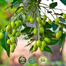 Carica l'immagine nel visualizzatore di Gallery, I Consigli Dell'Esperto Spray Olio di Neem Pronto all'Uso - Ilgrandebazar