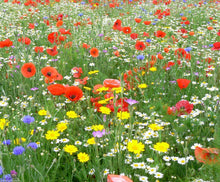Carica l'immagine nel visualizzatore di Gallery, Twin Pack di Britten and James Wildflower per api e farfalle della RHS... - Ilgrandebazar