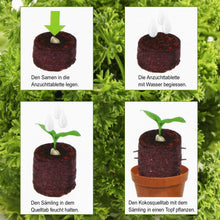 Carica l'immagine nel visualizzatore di Gallery, COM-FOUR® 40x compresse per gonfiore al cocco, 040 pezzi - - Ilgrandebazar