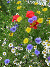 Carica l'immagine nel visualizzatore di Gallery, Twin Pack di Britten and James Wildflower per api e farfalle della RHS... - Ilgrandebazar