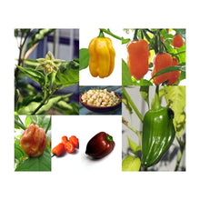 Carica l'immagine nel visualizzatore di Gallery, Varietà di peperoncino Habanero - set regalo semi con 5 entusiasmanti... - Ilgrandebazar