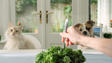 Carica l'immagine nel visualizzatore di Gallery, Iams Naturally, Cibo Umido per Gatti Adulti, 1-6 Anni, Gusti 1,02 kg - Ilgrandebazar