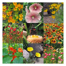 Carica l'immagine nel visualizzatore di Gallery, Piante colorate e ricche di nettare (bio) - Set regalo semi con 6 piante... - Ilgrandebazar