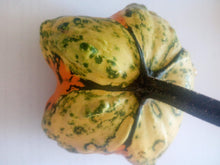 Carica l'immagine nel visualizzatore di Gallery, SEMI ZUCCHE ORNAMENTALI-MISCELA 6 VARIETA' DIVERSE-10 SEMI- - Ilgrandebazar