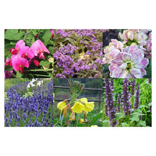 Carica l'immagine nel visualizzatore di Gallery, Piante profumate - set regalo di semi con 6 piante da fiore piacevolmente... - Ilgrandebazar