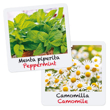 Carica l'immagine nel visualizzatore di Gallery, Quercetti - 0682 Gioca Green Officinali Multicolore - Ilgrandebazar