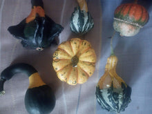 Carica l'immagine nel visualizzatore di Gallery, SEMI ZUCCHE ORNAMENTALI-MISCELA 6 VARIETA' DIVERSE-10 SEMI- - Ilgrandebazar