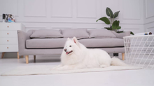 Carica l'immagine nel visualizzatore di Gallery, Mora Pets Tappetino Refrigerante per Cani Gatti Tappeto Refrigerante...