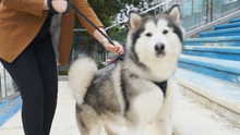 Carica l'immagine nel visualizzatore di Gallery, morpilot Guinzaglio Cane, per Cani Resistente e Robusto,...