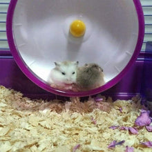 Carica l'immagine nel visualizzatore di Gallery, Ruota Silenziosa del Criceto, per Criceti in Plastica, Rosa